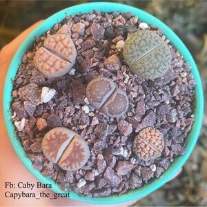 Lithops Succulent Plants
